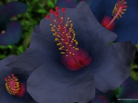 bluehibiscus.png